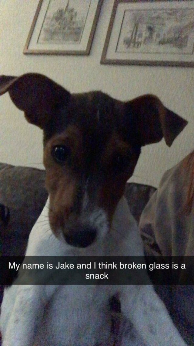 Dogs Shaming (40 pics)