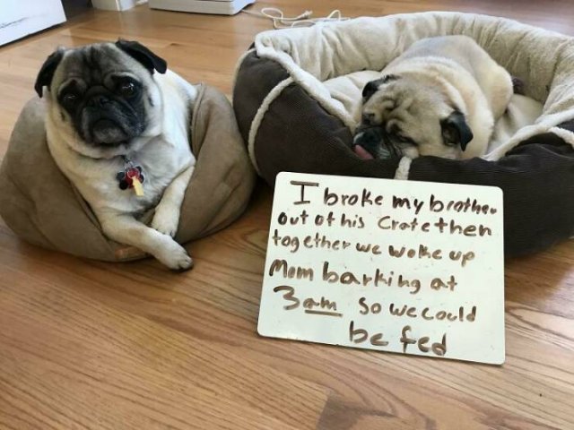 Dogs Shaming (40 pics)