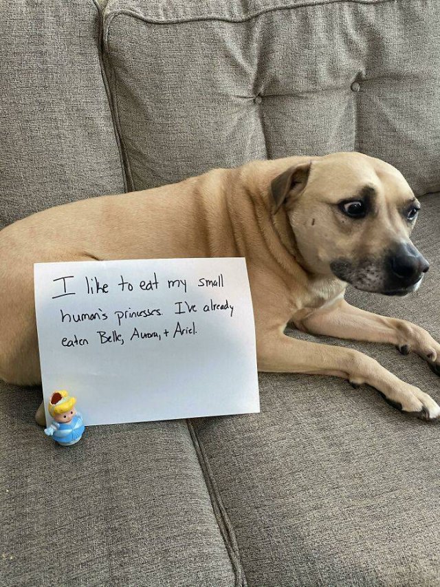 Dogs Shaming (40 pics)