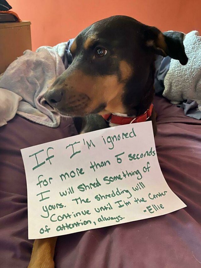 Dogs Shaming (40 pics)