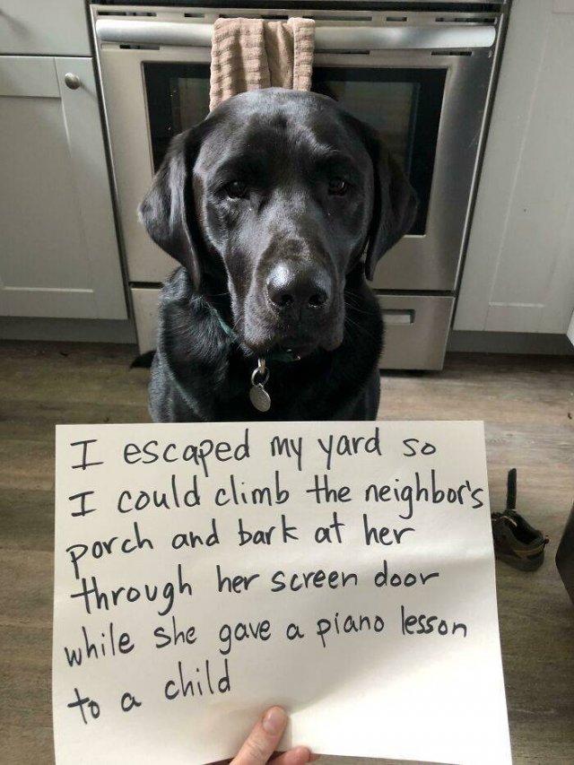 Dogs Shaming (40 pics)