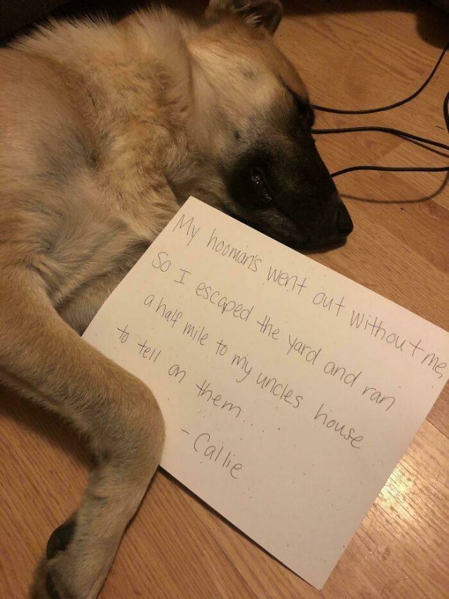 Dogs Shaming (40 pics)