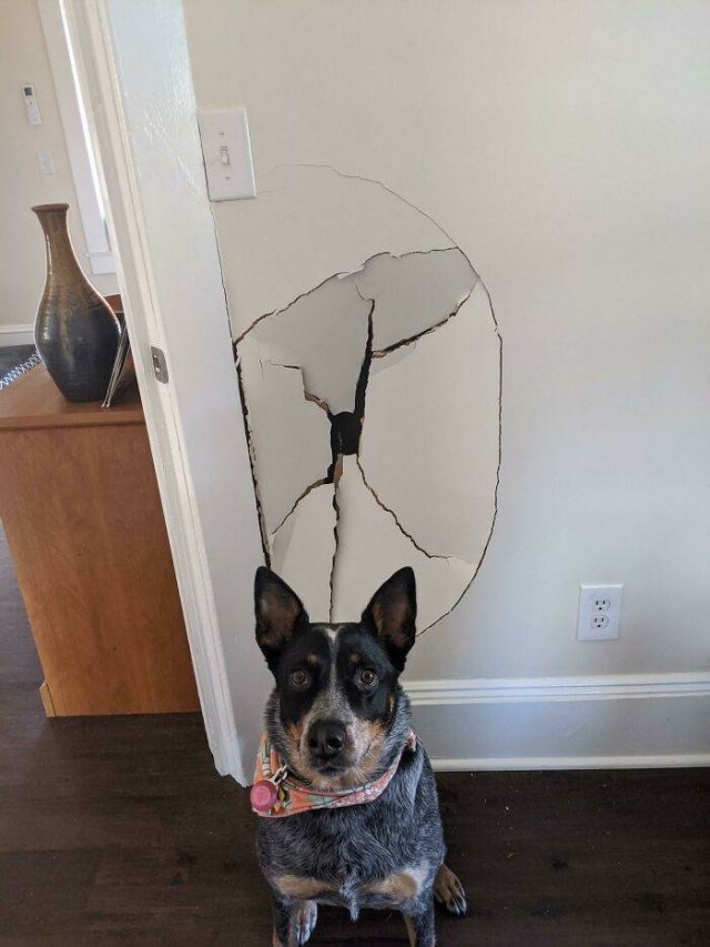 Dogs Shaming (40 pics)