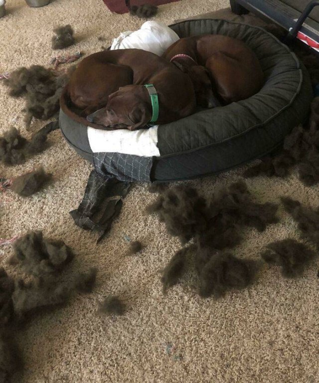 Dogs Shaming (40 pics)