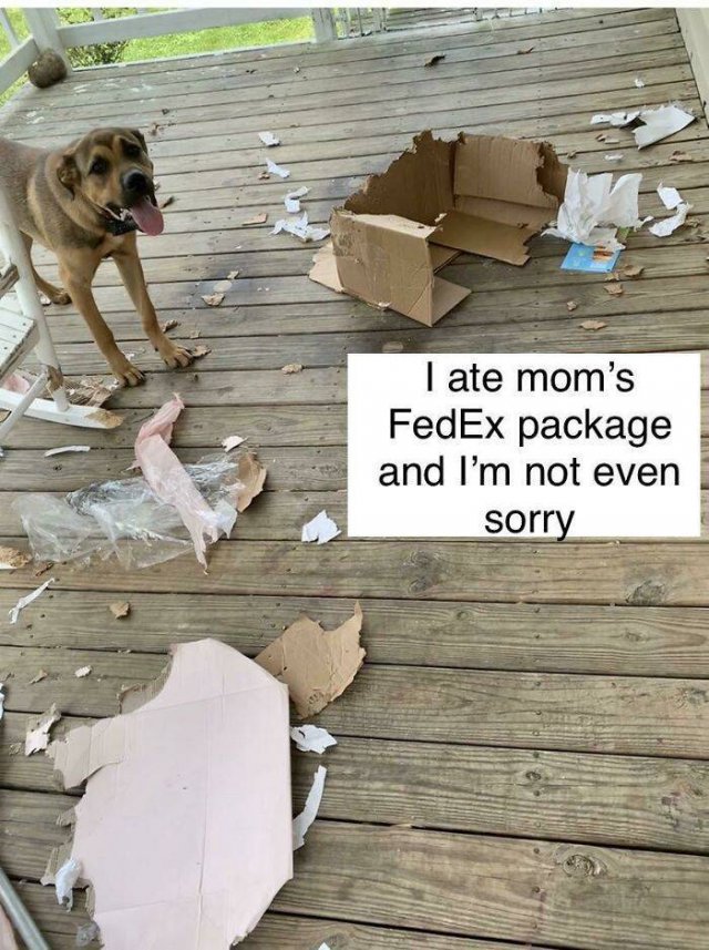 Dogs Shaming (40 pics)