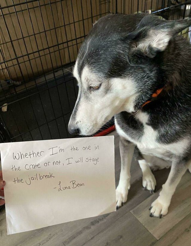 Dogs Shaming (40 pics)