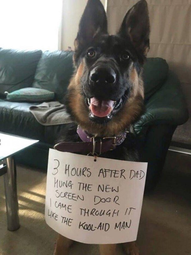 Dogs Shaming (40 pics)