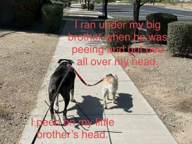 Dogs Shaming (40 pics)