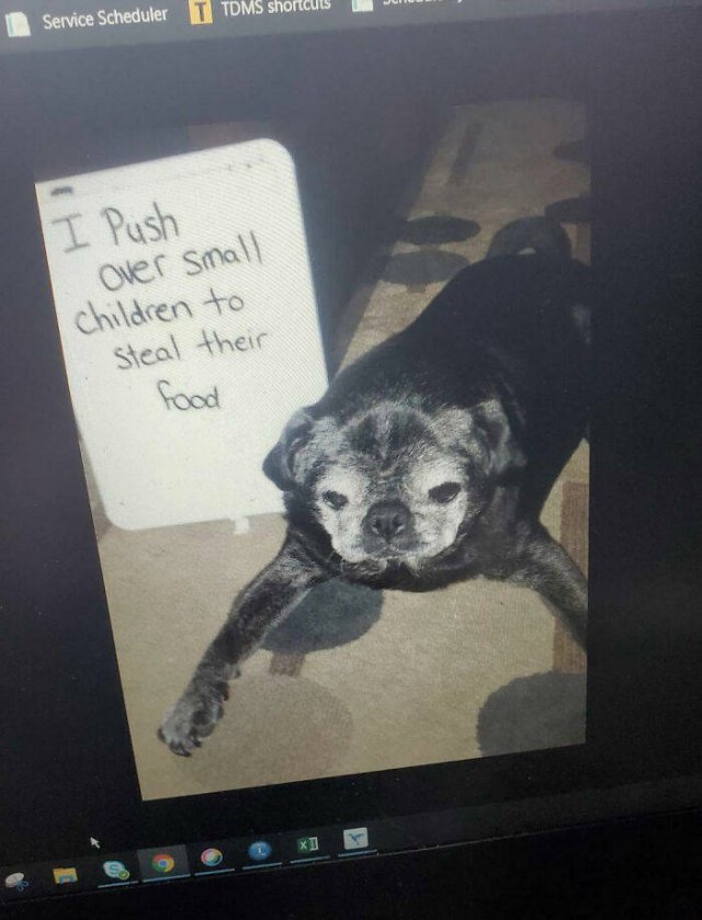 Dogs Shaming (40 pics)