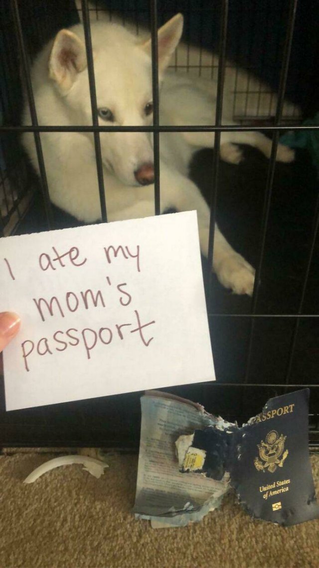 Dogs Shaming (40 pics)