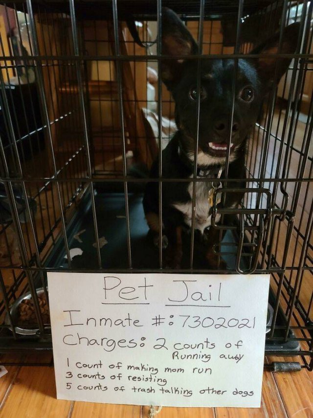 Dogs Shaming (40 pics)