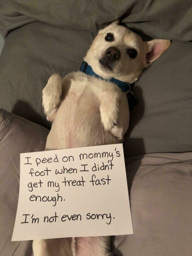 Dogs Shaming (40 pics)