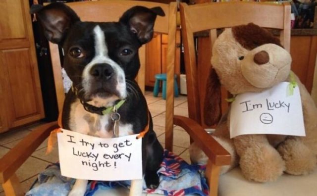 Dogs Shaming (40 pics)