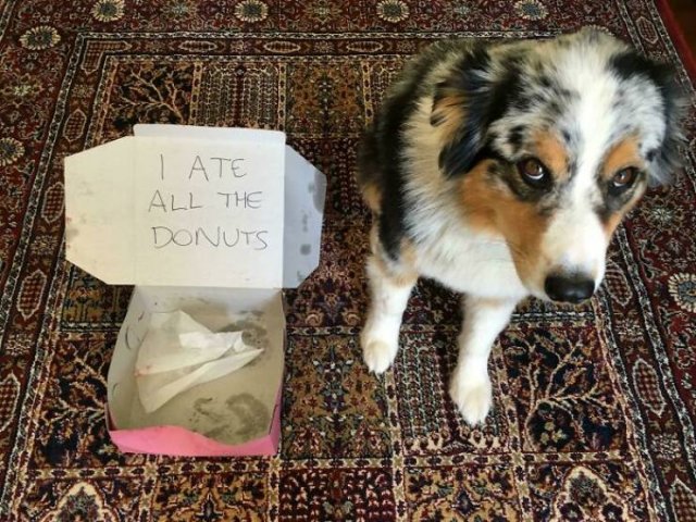 Dogs Shaming (40 pics)