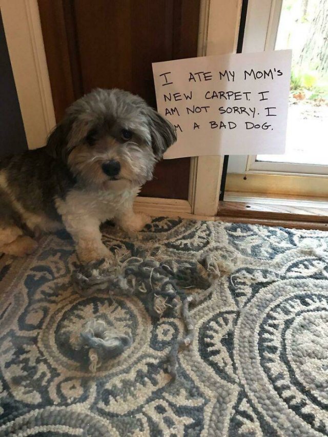 Dogs Shaming (40 pics)