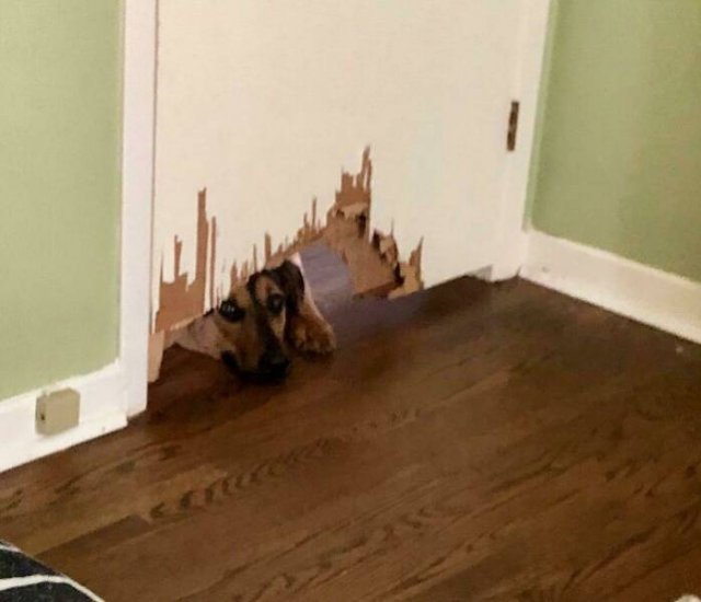 Dogs Shaming (40 pics)