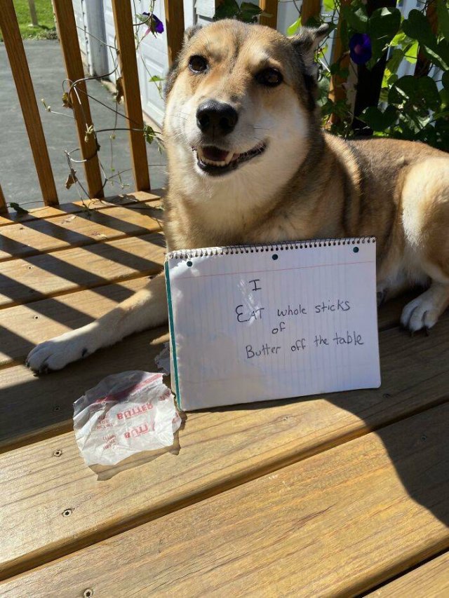 Dogs Shaming (40 pics)