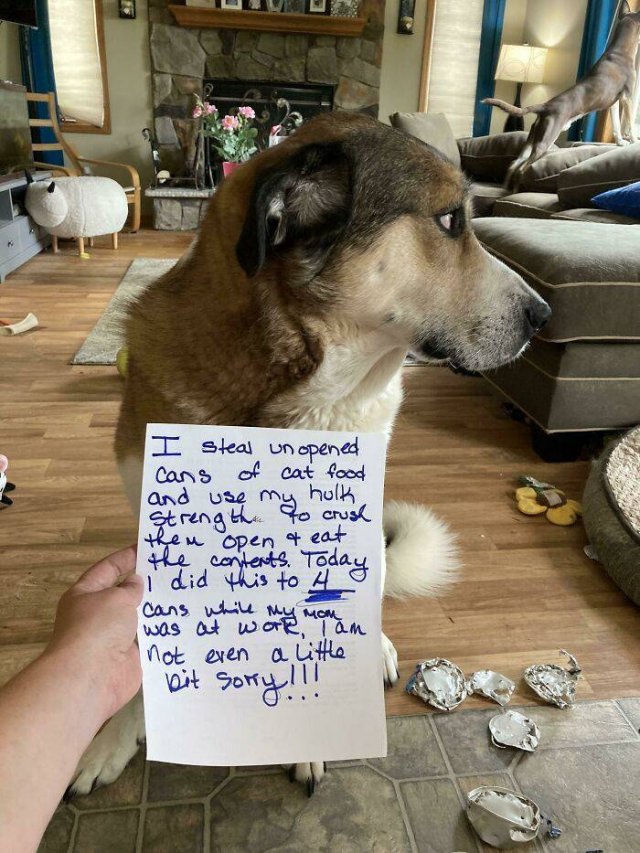Dogs Shaming (40 pics)