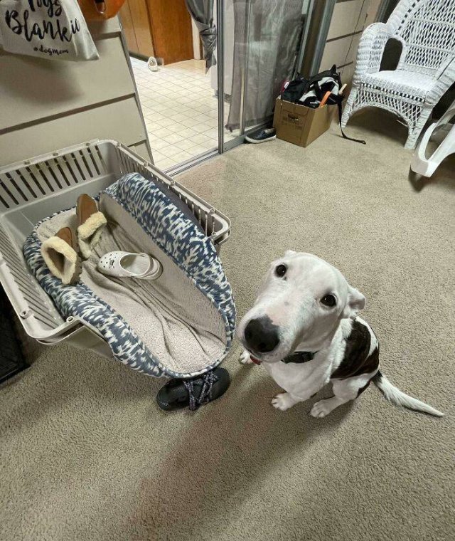 Dogs Shaming (40 pics)