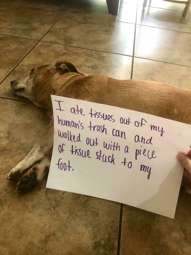 Dogs Shaming (40 pics)
