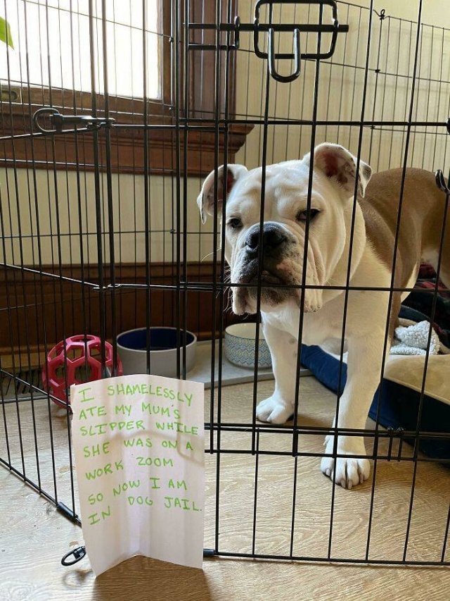 Dogs Shaming (40 pics)
