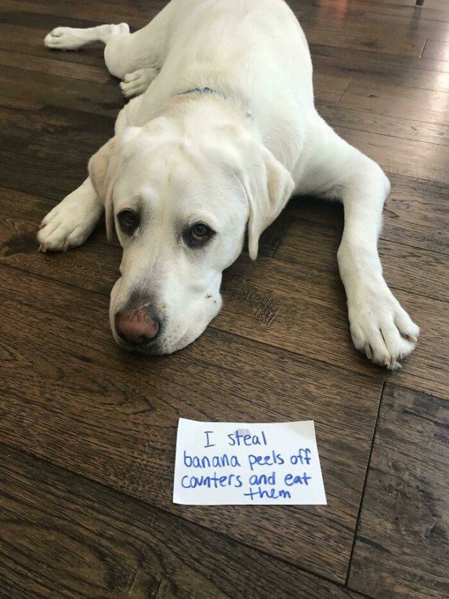 Dogs Shaming (40 pics)