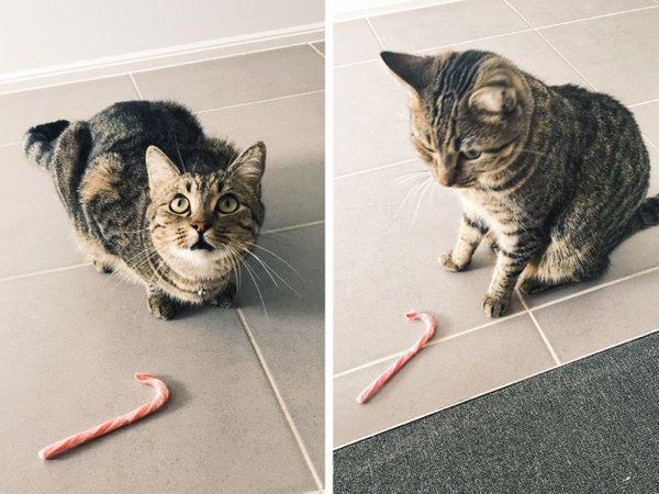 When Your Pet Have A Present For You (20 pics)