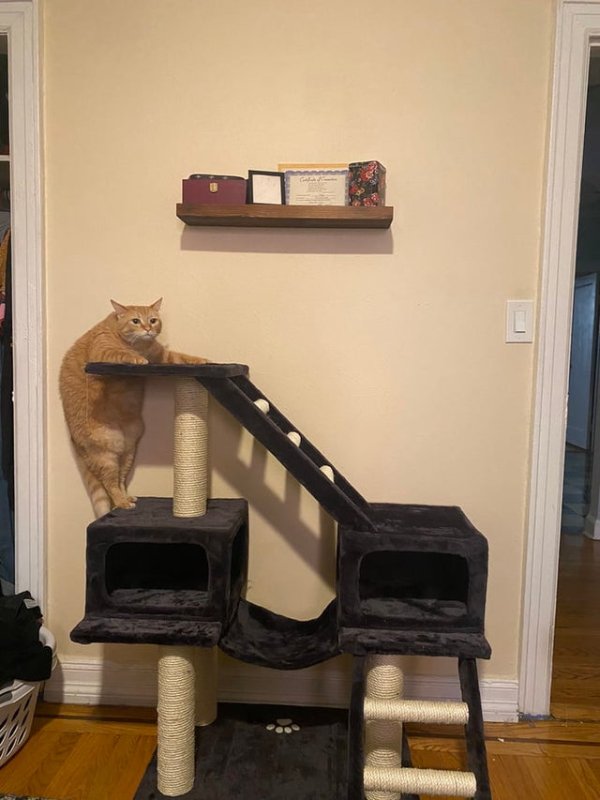 Hilarious Cats (25 pics)