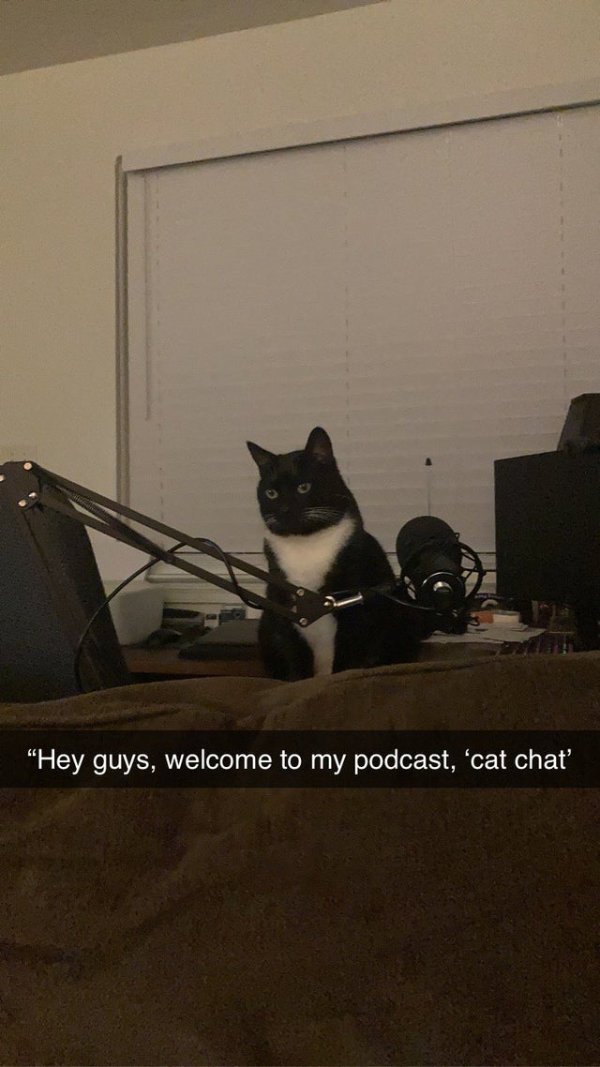 Hilarious Cats (25 pics)