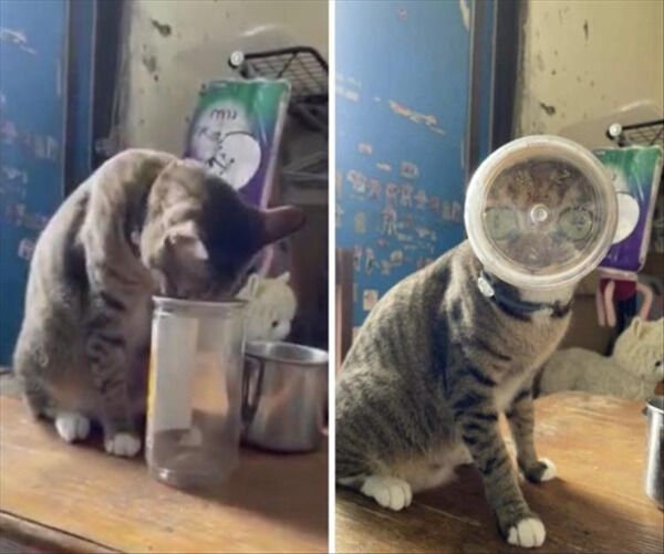Hilarious Cats (25 pics)