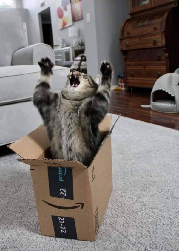 Hilarious Cats (25 pics)