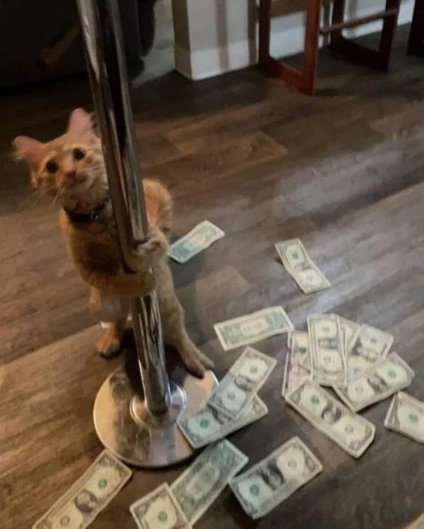 Hilarious Cats (25 pics)