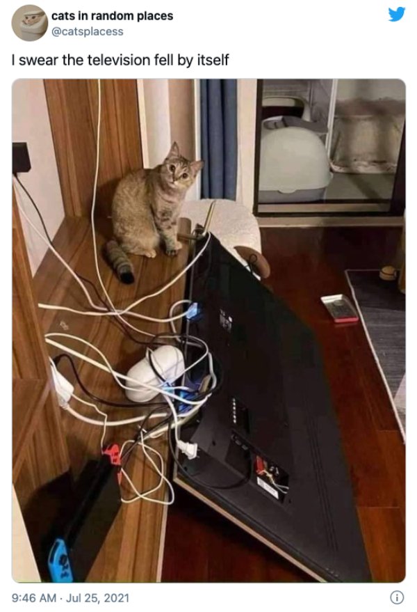 Hilarious Cats (25 pics)
