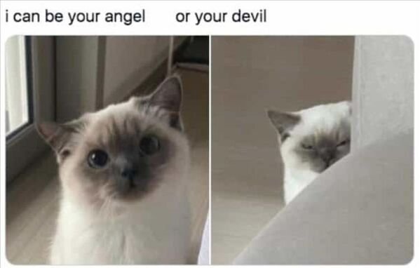 Hilarious Cats (25 pics)