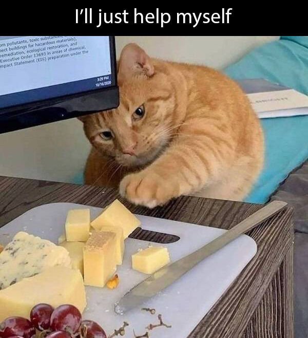 Hilarious Cats (25 pics)
