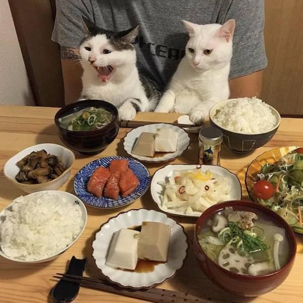 Hilarious Cats (25 pics)
