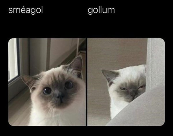 Hilarious Cats (25 pics)