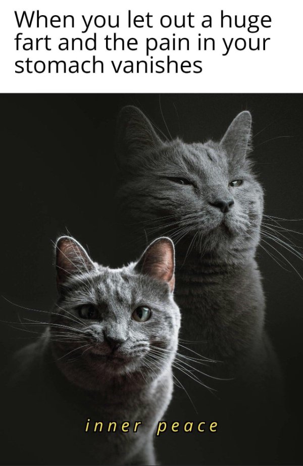 Hilarious Cats (25 pics)