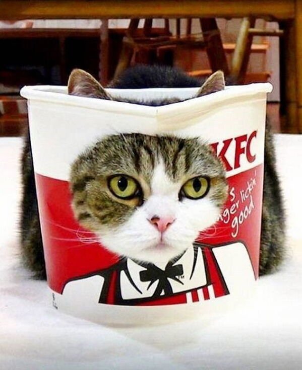 Hilarious Cats (25 pics)