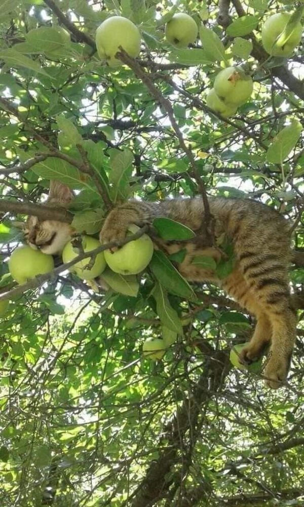 Hilarious Cats (25 pics)