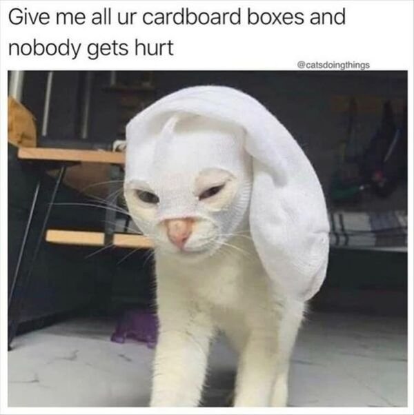 Hilarious Cats (25 pics)