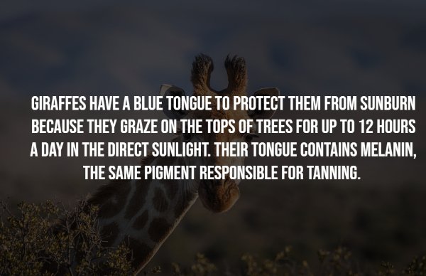 Intriguing Facts (17 pics)