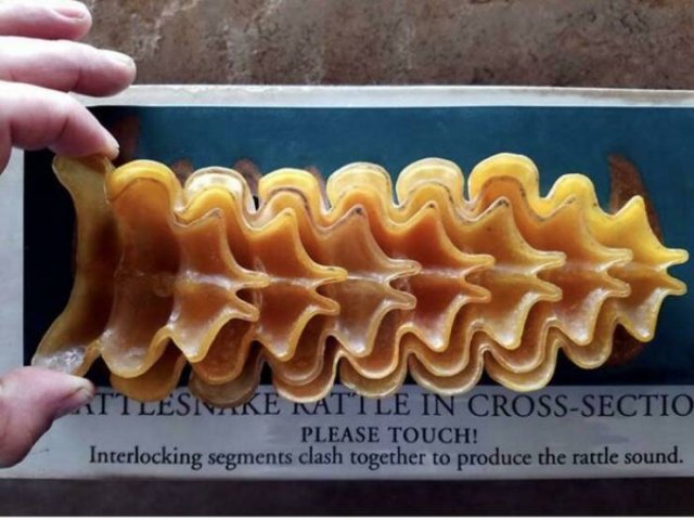 Things That Look Like Food (39 pics) Things That Look Like Food (39 pics)