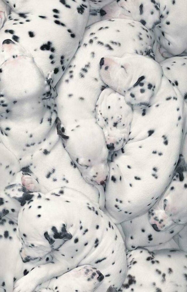 Things That Look Like Food (39 pics) Things That Look Like Food (39 pics)