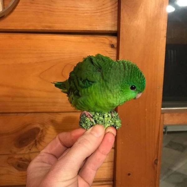 Things That Look Like Food (39 pics) Things That Look Like Food (39 pics)