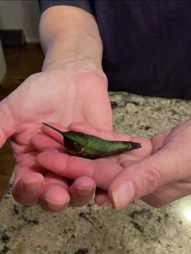 Things That Look Like Food (39 pics)