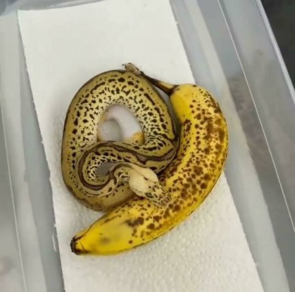 Things That Look Like Food (39 pics)