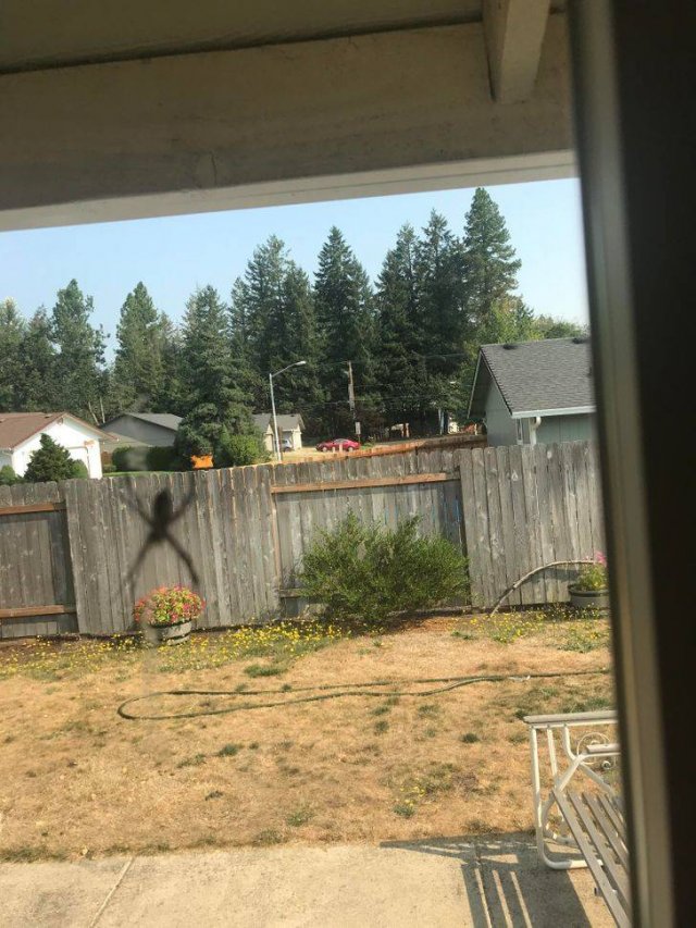Look Twice (20 pics)