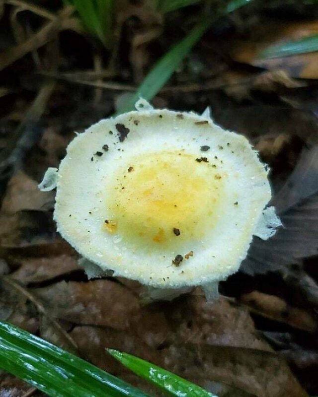 Things That Look Like Food (39 pics) Things That Look Like Food (39 pics)