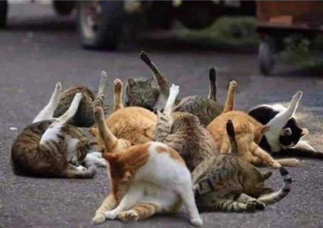 Acid Picdump 1 (76 pics)